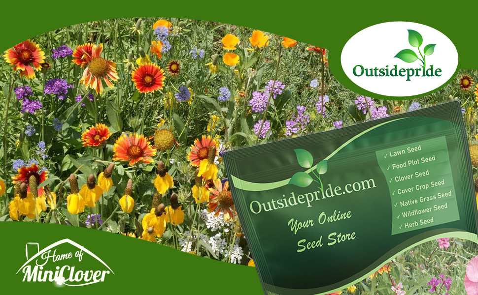 Southwest Wildflower Seed Mixture For Planting
