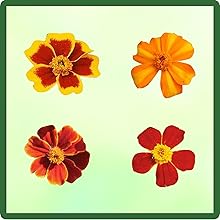 Diverse Flower Forms of Tagetes French Marigold