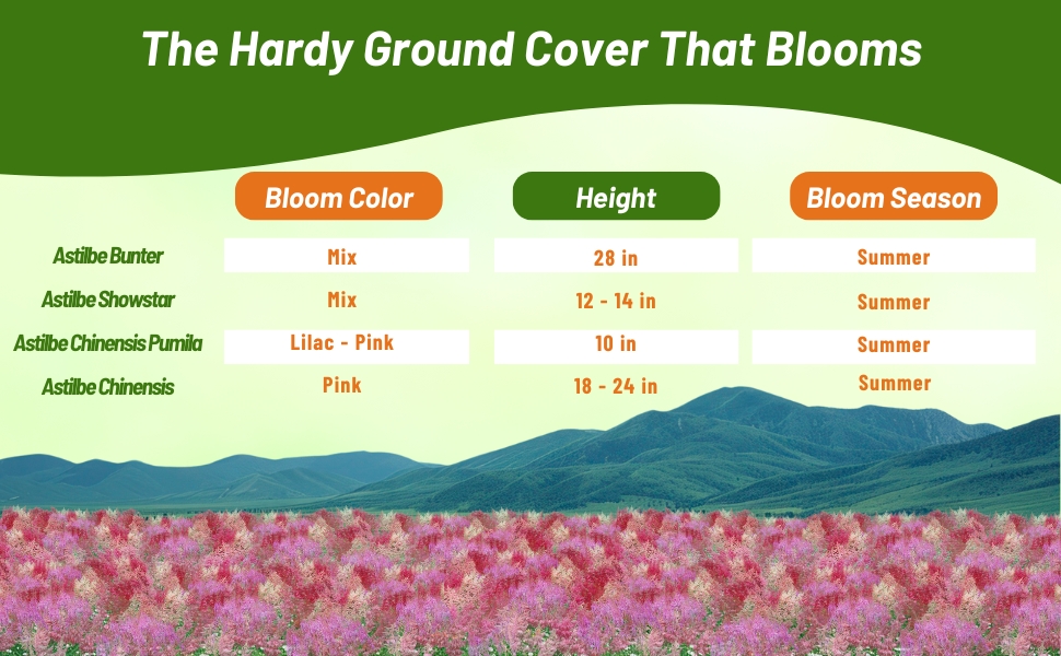 Bloom Season, Height, & Color Chart of Astilbe Plants From Seeds