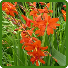 Crocosmia Tube Shaped Orange Flowers
