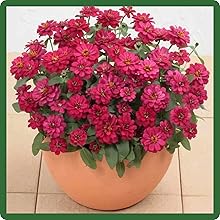 Container Plant of Zinnia Profusion Double Hot Cherry for Cut Flowers