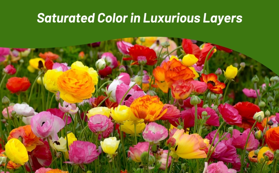 Ranunculus Mixture Flower Garden
