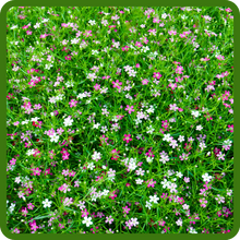 Gypsophila Low Growing Ground Cover Plants