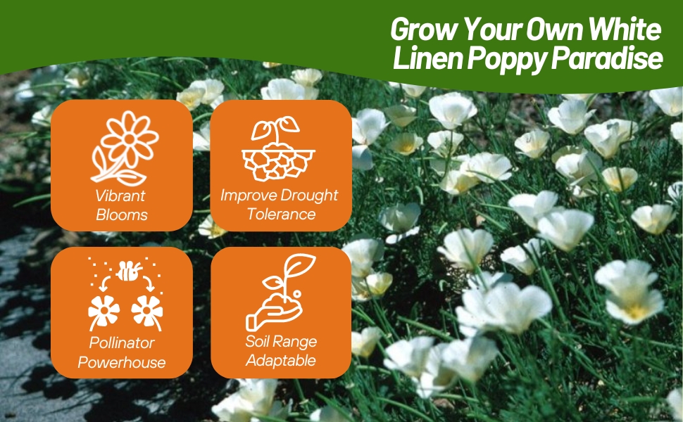 White California Poppy Pollinating Fragrant Blooms