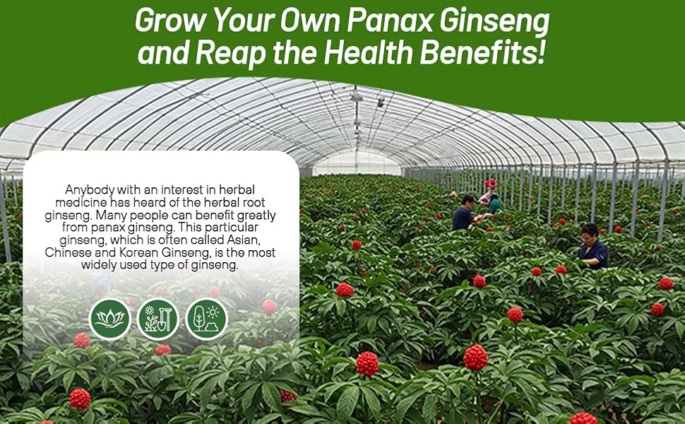 Ginseng Plants in Green House