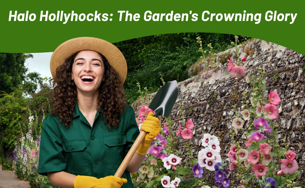 Climbing Halo Hollyhock For Landscaping