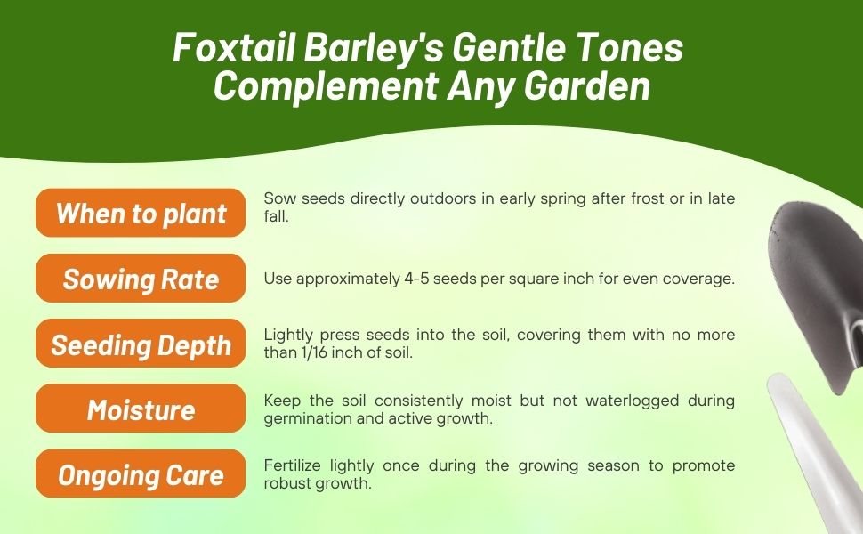 Planting Directions & Care For Hordeum Foxtail Barley