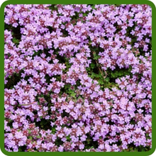 Creeping Thyme Dense Ground Cover