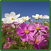 Cosmos Bipinnatus Sensation Flower Field
