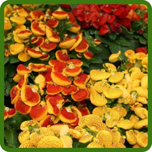 Low-Growing Variety of Slipper Flower