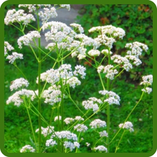 Anise Distinct Licorice-Like Flavor