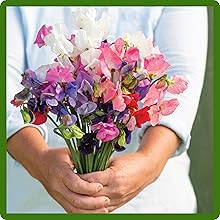 Sweet Pea Mixture Cut Flowers