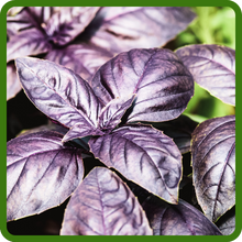 Vibrant Purple Leaves of Basil Dark Opal
