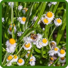 Heat and Drought Tolerant Ammobium Winged Everlasting
