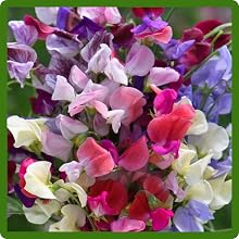 Fragrant Blooms of Sweet Pea Mixtures