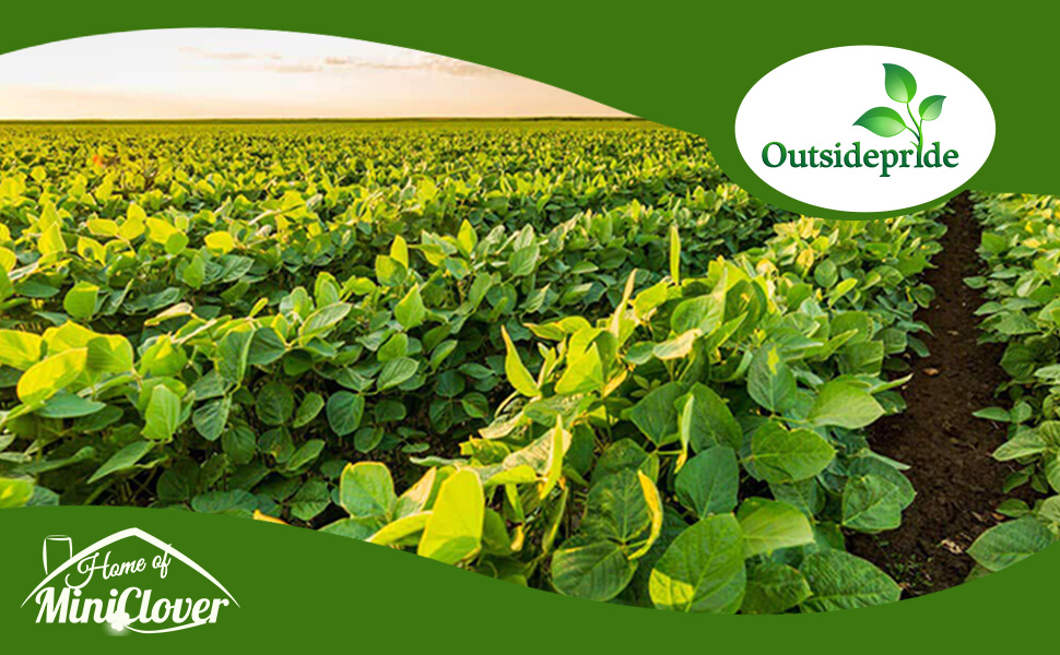 Field of Soybeans Planted in Rows For Production