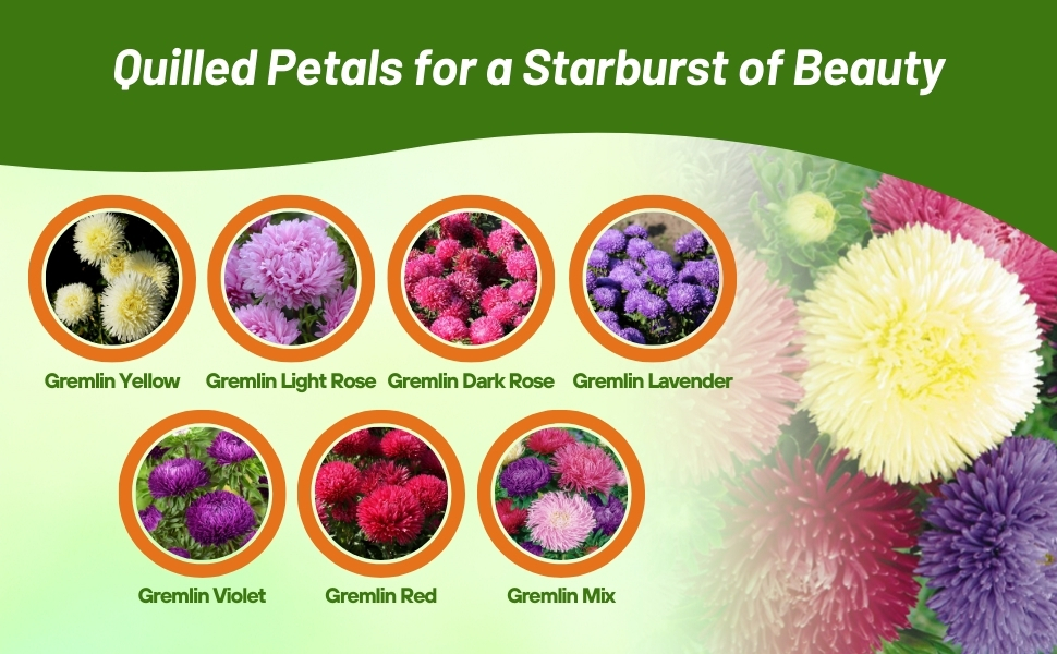 Flower Seed Varieties of Callistephus Tall Double Gremlin Aster