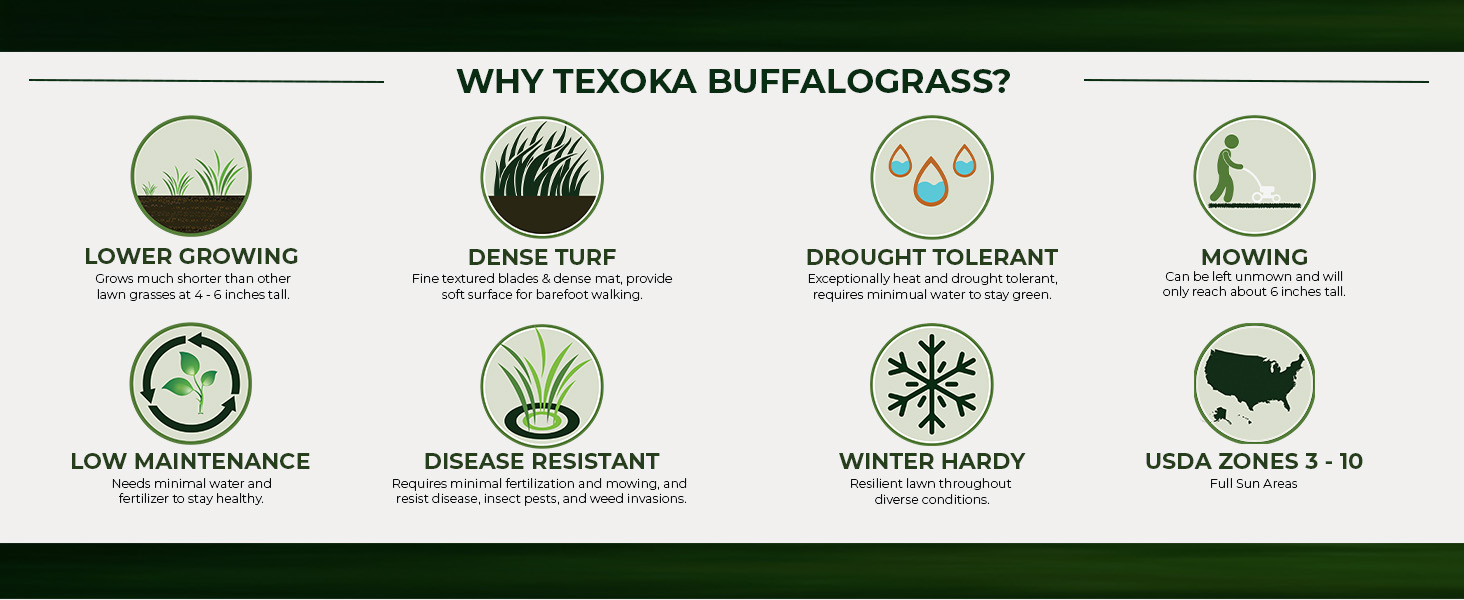 Drought Tolerant Texoka Buffalo Grass