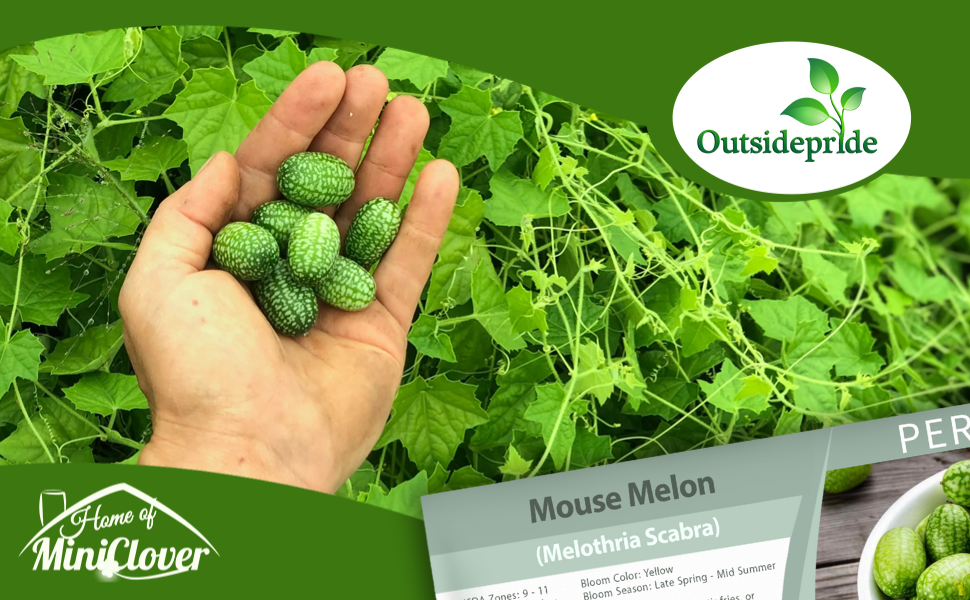 Mouse Melon Mexican Sour Cucumber Plants