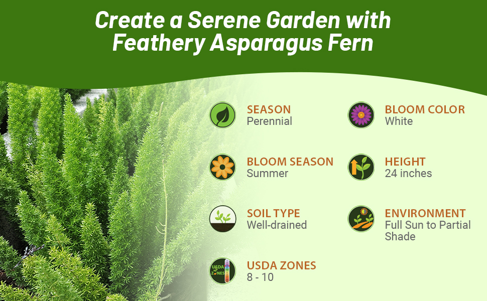 Perennial Asparagus Fern Meyeri Full Sun to Partial Shade