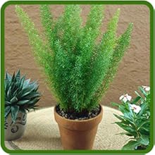 Feathery, Soft Foliage of Asparagus Fern Meyeri