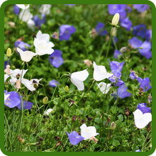 Long Bloom Period of Peach-leaved Bellflower