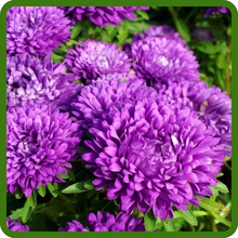 Purple Double Blooms of Callistephus Dwarf Milady Aster