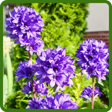 Upright Growth Habit of Clustered Bellflower Plants