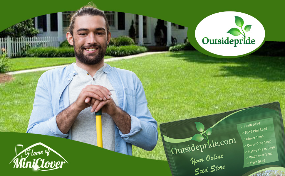 Perennial Ryegrass Seed Blend For Overseeding or New Lawns
