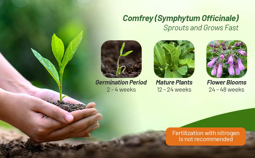 Planting Diredtions and Bloom Time For Comfrey Herb Seeds