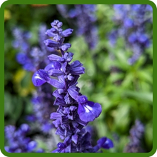 Dark Blooms of Blue Sage