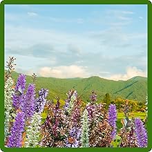 Agastache Hyssop Attracts Beeds, Butterflies, & Hummingbirds