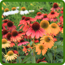 Easy To Grow Echinacea Purple Coneflower Cheyenne Spirit Flower Seeds