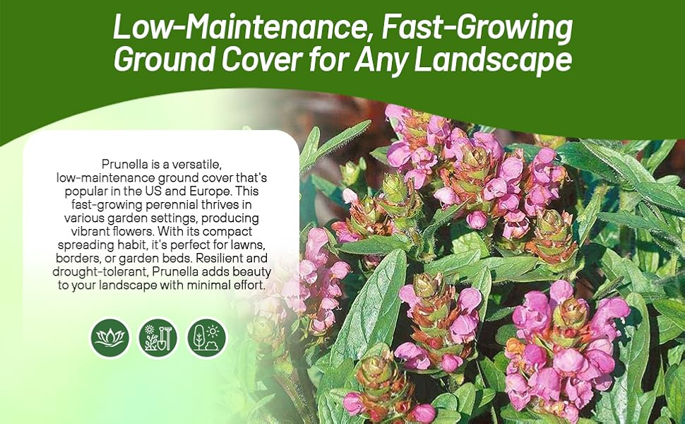 Fast Growing Perennial Prunella Ground Cover Plants From Seeds