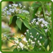 Long Bloom Period of Boneset Flowers