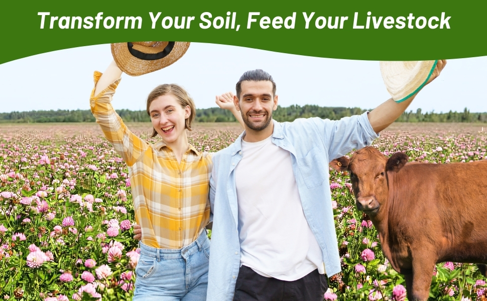 Alsike Clover Seed For Livestock, Farming, Pastures, Grazing