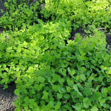 Red Clover Soil Improvement