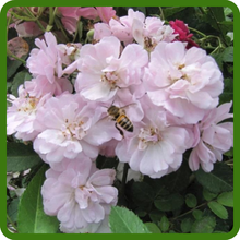 China Rose Flowers Attracts Pollinators
