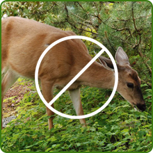 Deer Proof Toadflax Wildflowers