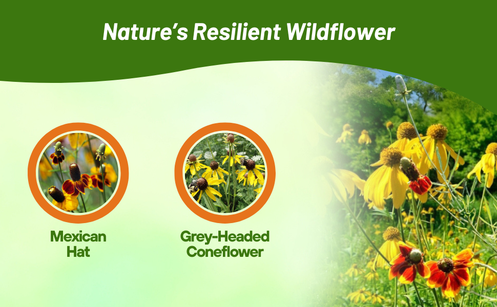 Mexican Hat & Grey-headed Coneflower Ratibida Flower Seed Varieties