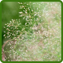 Airy Plume of Agrostis Nebulosa Cloud Ornamental Grass