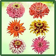Divers Flowers of Zinnia Elegans