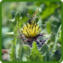 Pollinator Friendly Blessed Thistle Blooms For Bees, Birds, & Insects