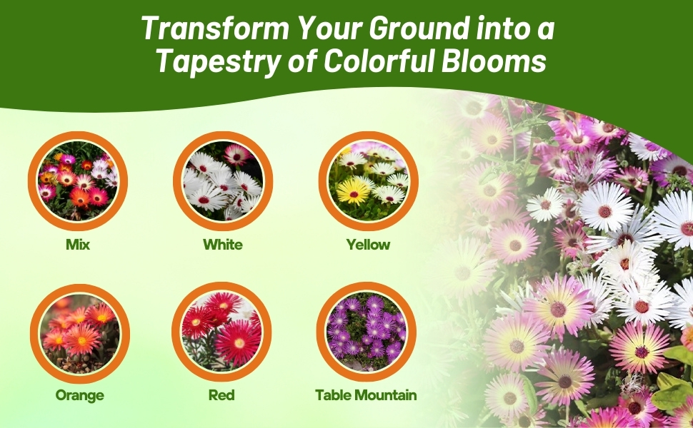 Livingstone Daisy Ice Plant Varieties For Planting From Seeds