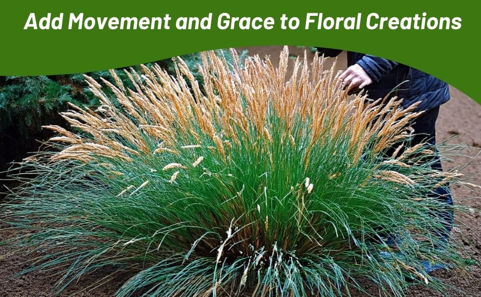 Koeleria glauca Blue Hair Ornamental Grass Decorative Landscape