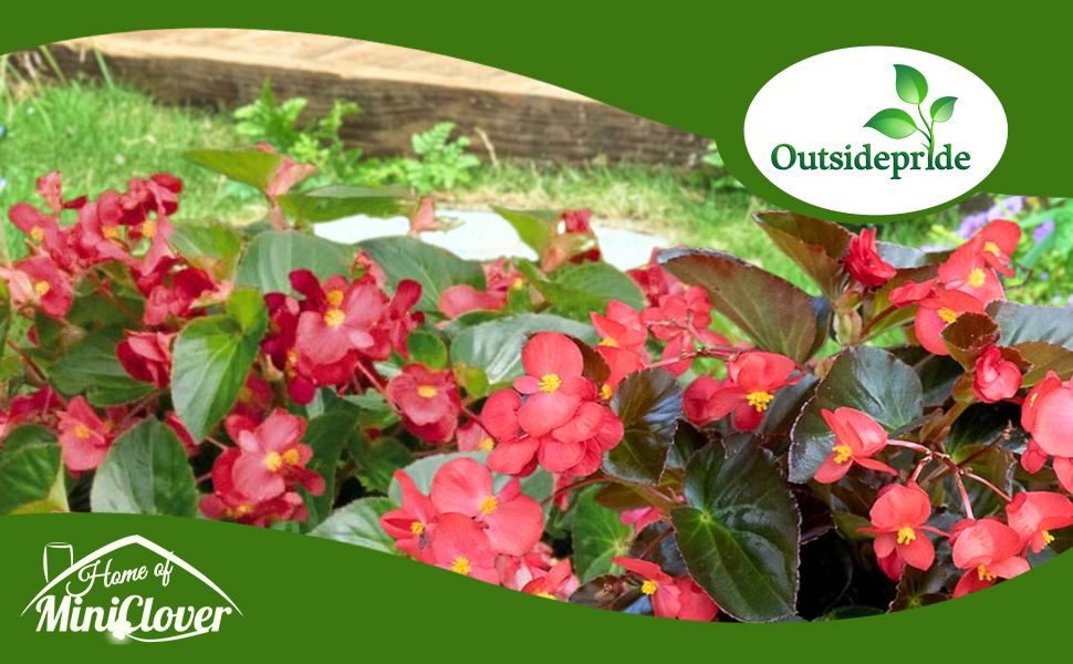 Red Flowering Megawatt Begonia Flower Garden