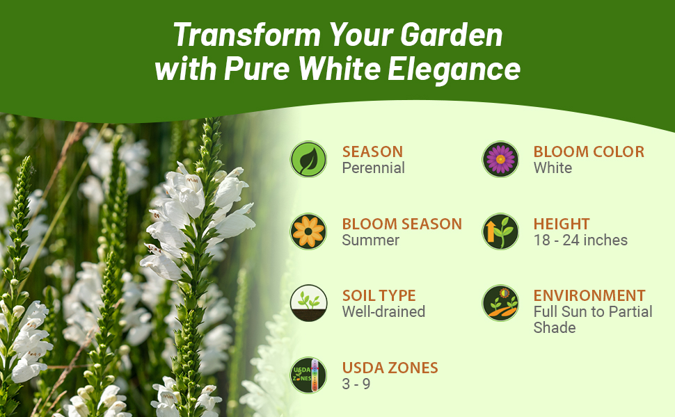 Perennial Obedient Plant For Full Sun to Partial Shade