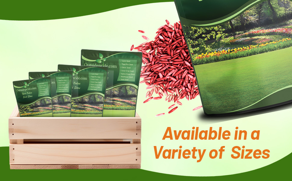 Bulk Creeping Red Fescue Grass Seed For Full Sun Or Shade