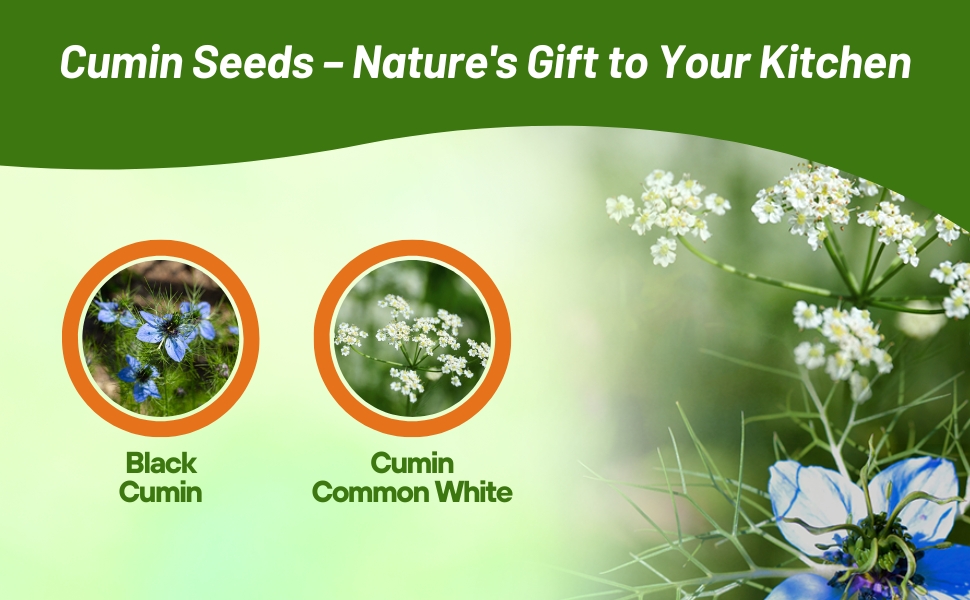 Black Cumin & Common White Cumin Herb Plants