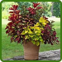 Coleus Container Plants for Indoors or Outdoors